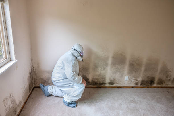 Best Residential Mold Removal  in Pond Creek, OK